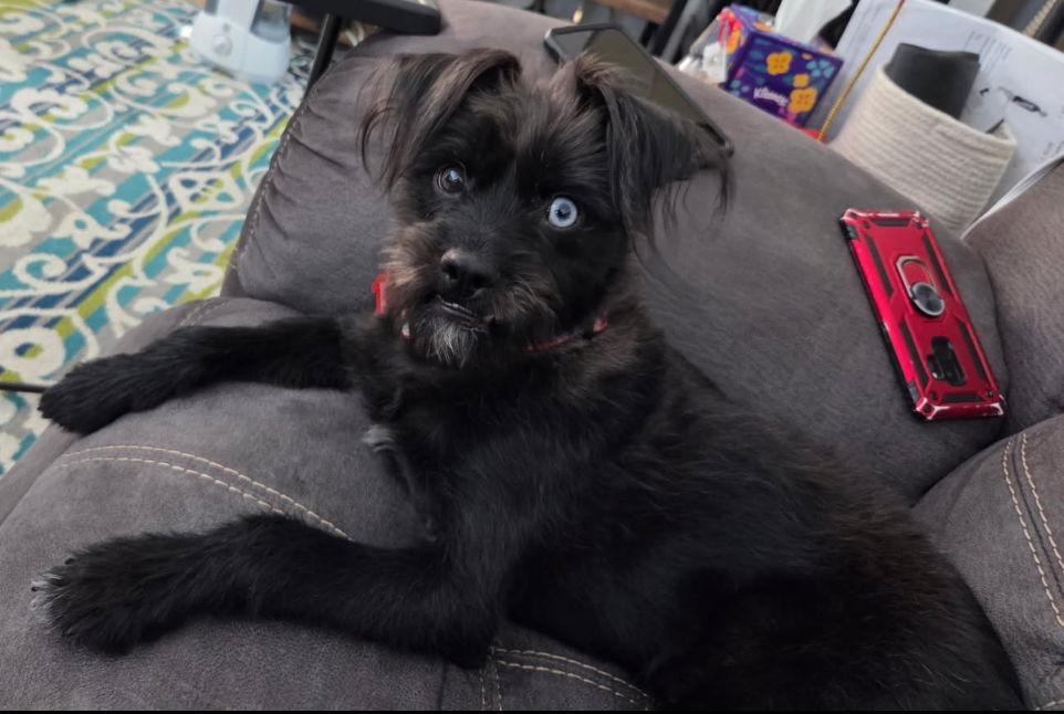 Truffle