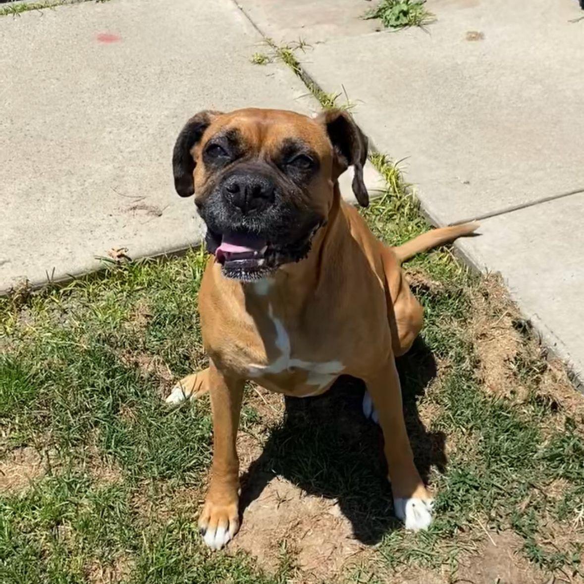 Roxie Needs A Forever