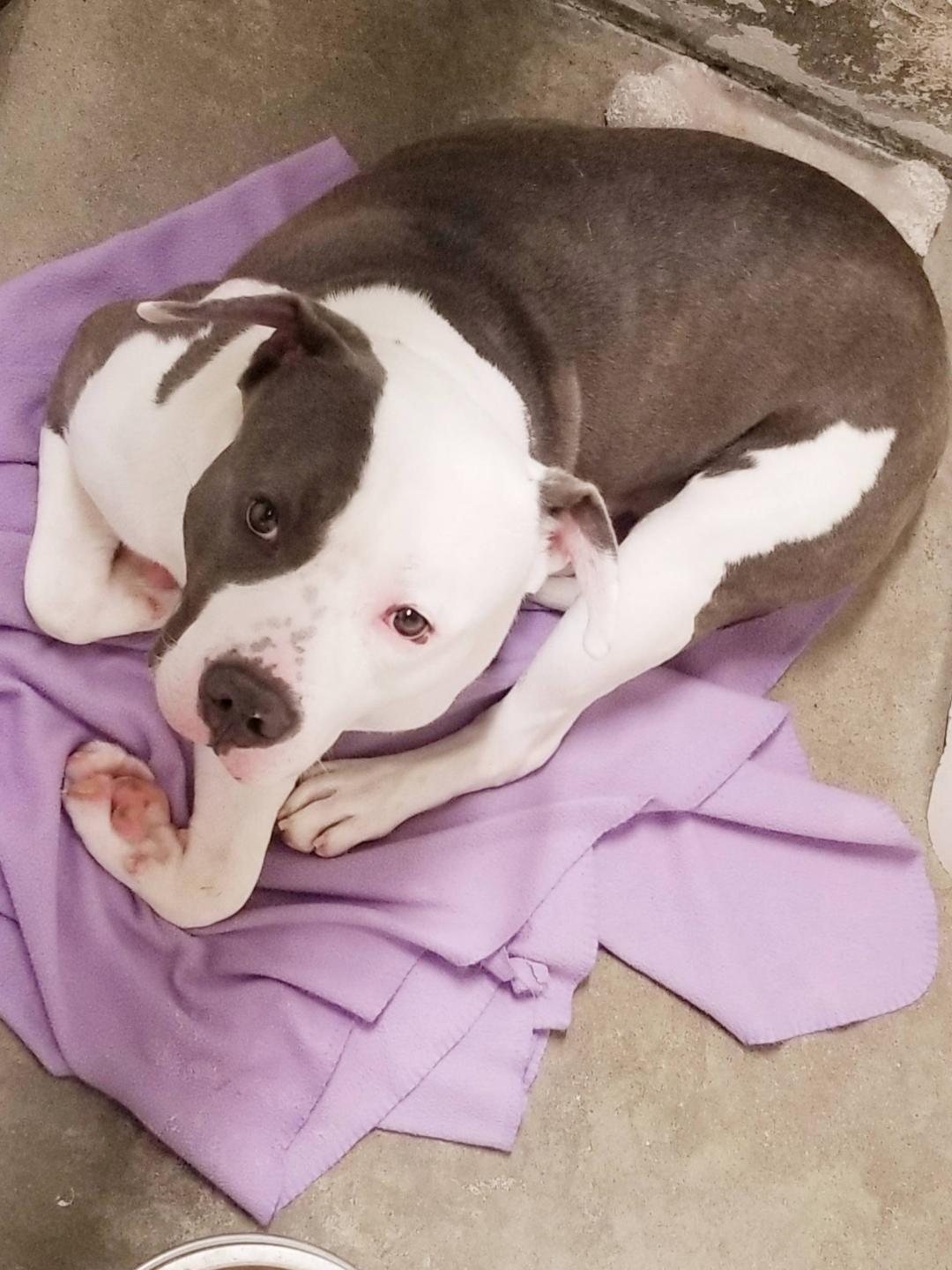 A young medium-sized male Gray / Blue / Silver Pit Bull Terrier dog named Bambam for adoption in Seymour, IN