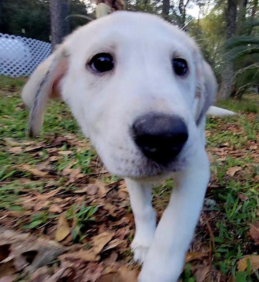 A baby medium-sized female German Shepherd Dog dog named Ally Gs for adoption in Allen, TX