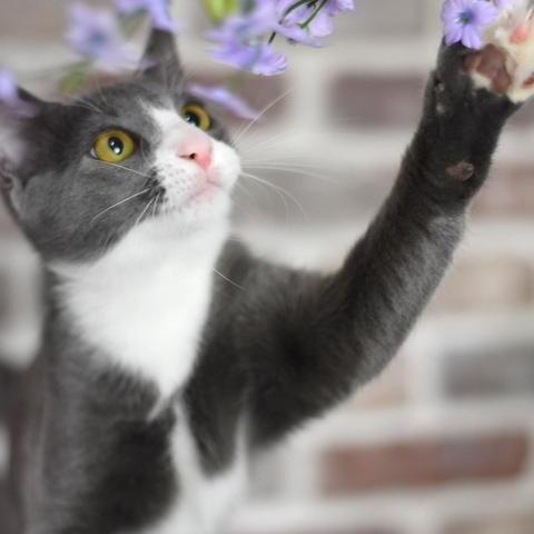 A young medium-sized male Gray & White Domestic Short Hair cat named Mochi for adoption in Conroe, TX