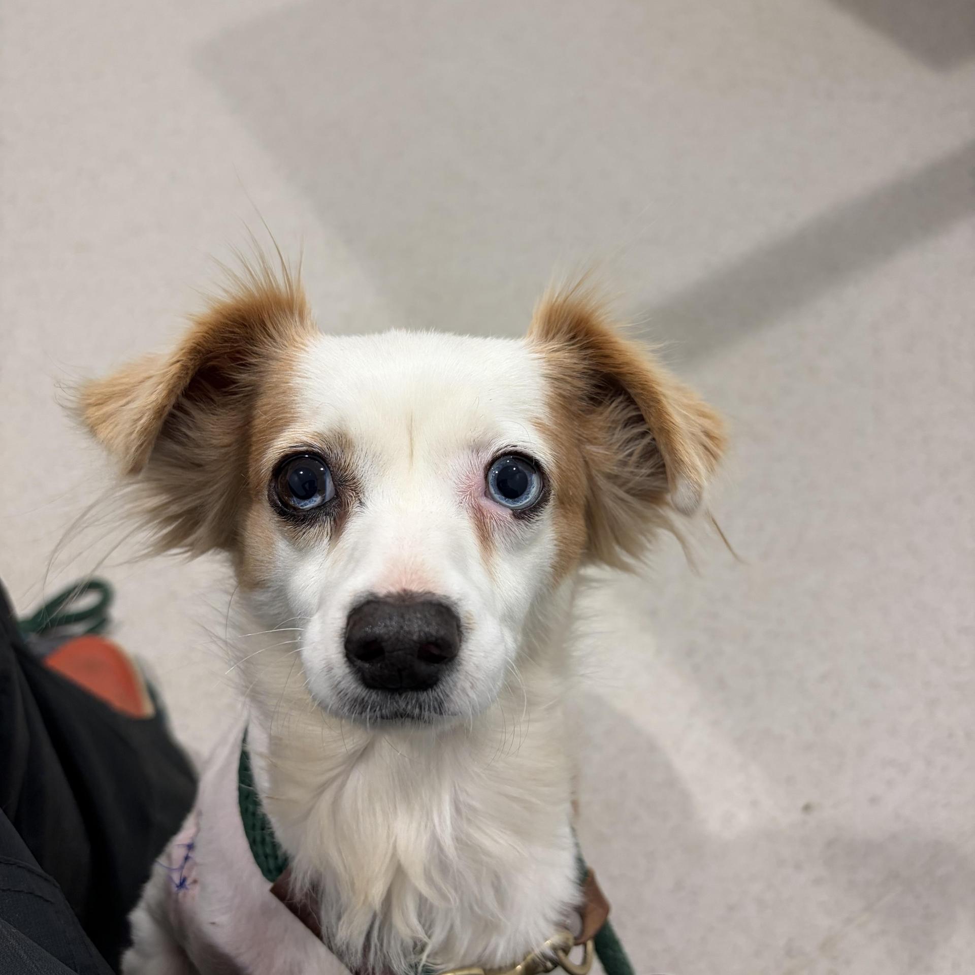 An adult small-sized female Mixed Breed dog named Rosa for adoption in Thibodaux, LA