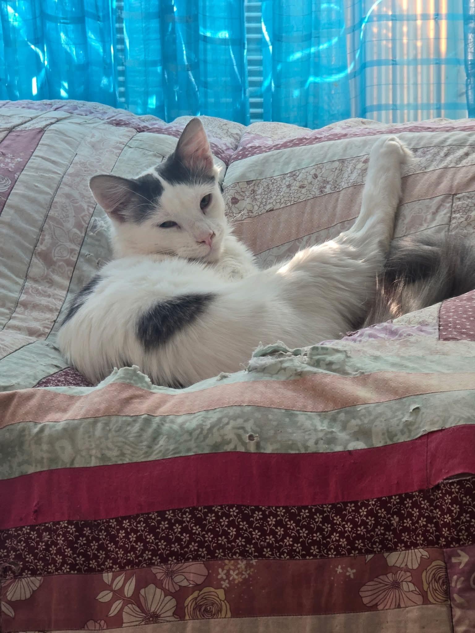 Bartholomew Daisy And