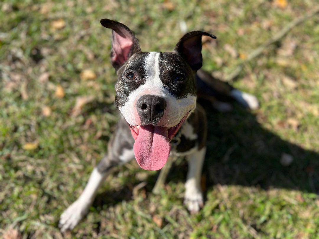 An adult large-sized female Black American Staffordshire Terrier dog named Ella for adoption in Dayville, CT