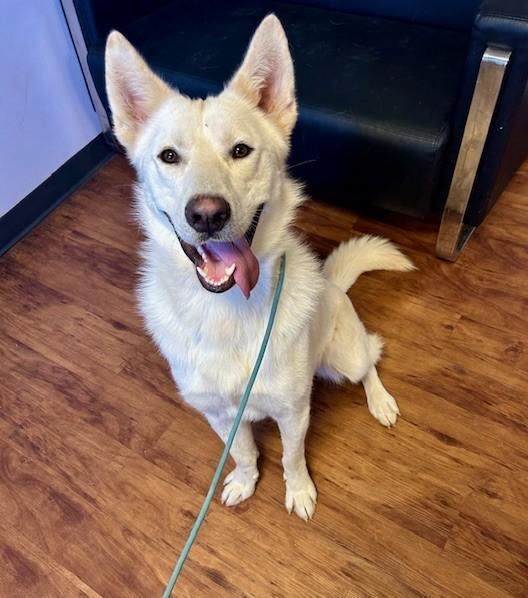 A young large-sized male German Shepherd Dog dog named Griffon for adoption in Bandera, TX
