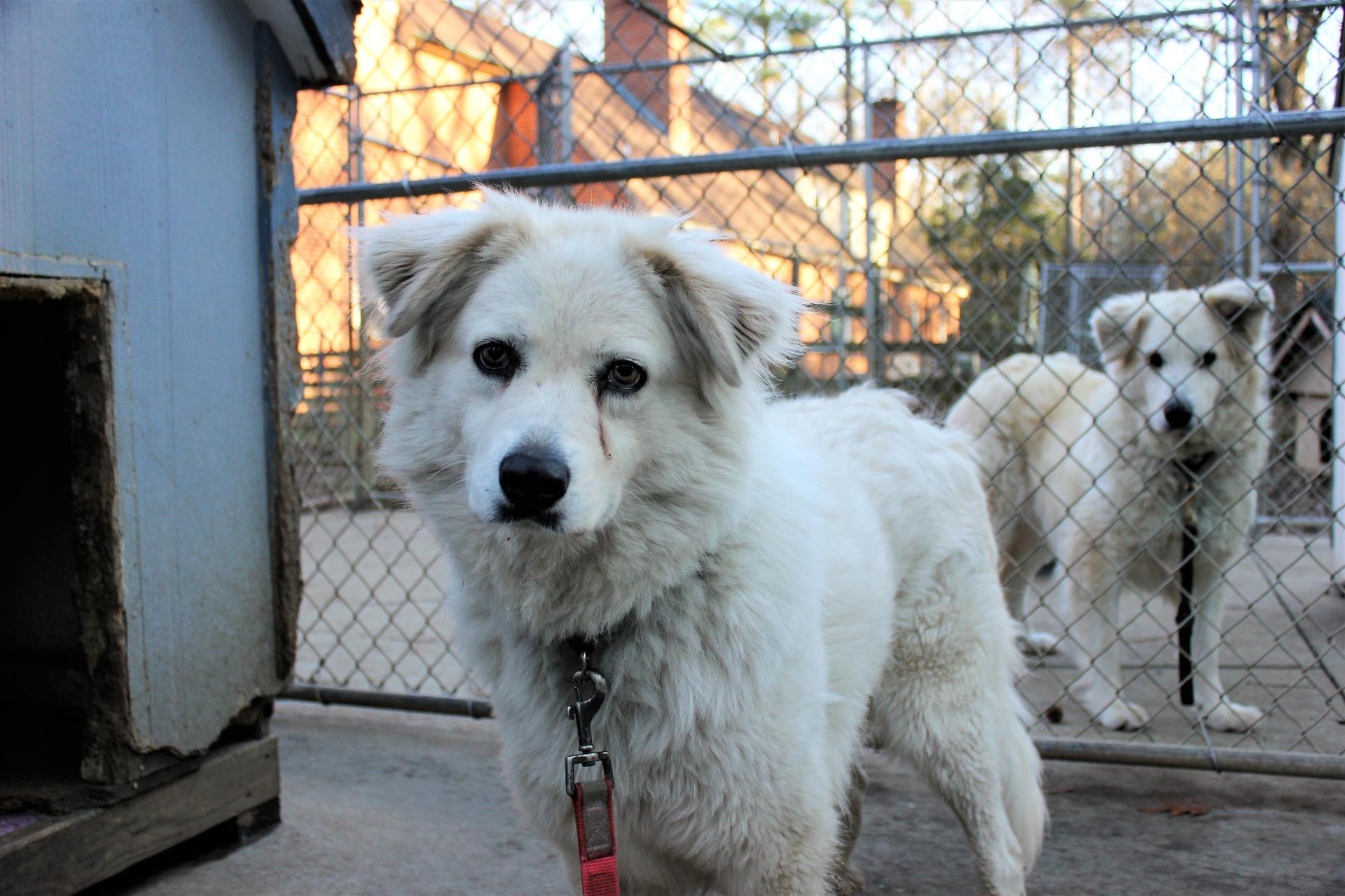 A young medium-sized female White / Cream Great Pyrenees dog named Darcy for adoption in Richmond, VA