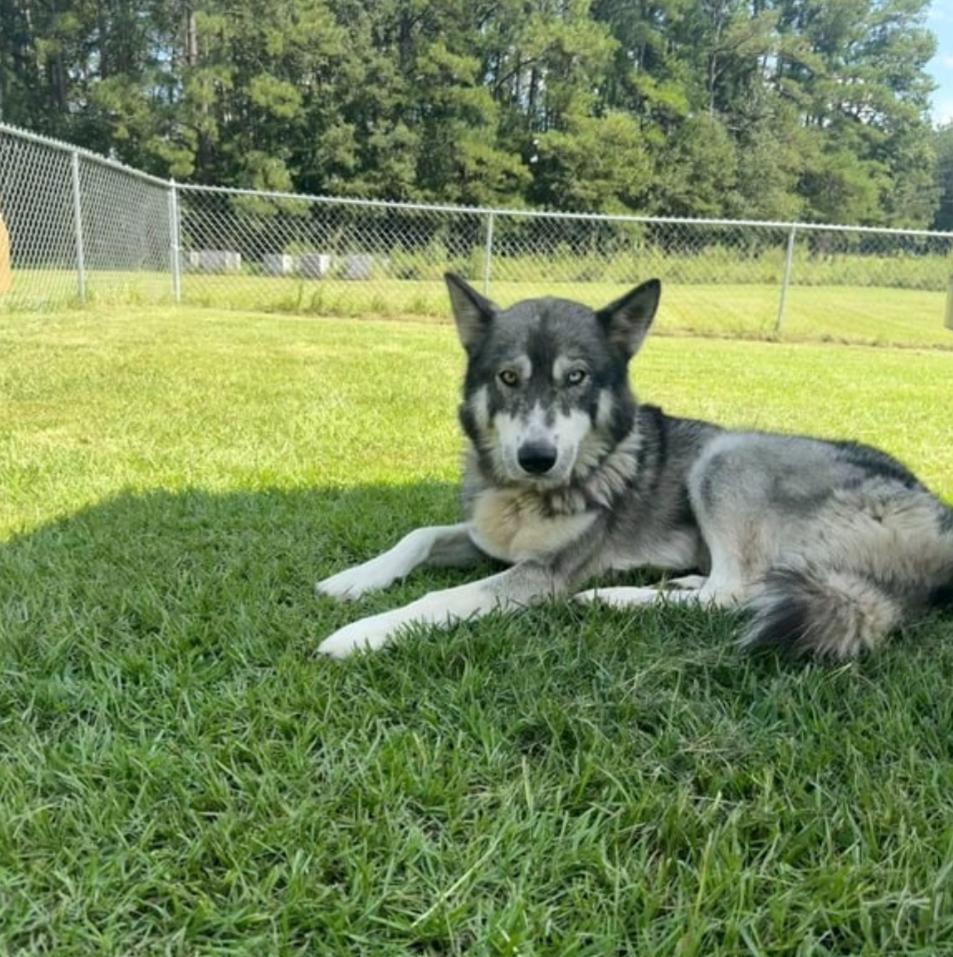 An adult medium-sized male Siberian Husky dog named Oakley for adoption in Sumter, SC