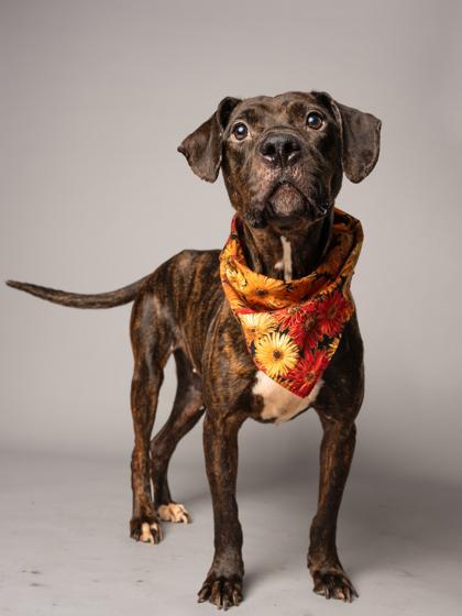 An adult medium-sized female Pit Bull Terrier dog named Shadow for adoption in Atlanta, GA