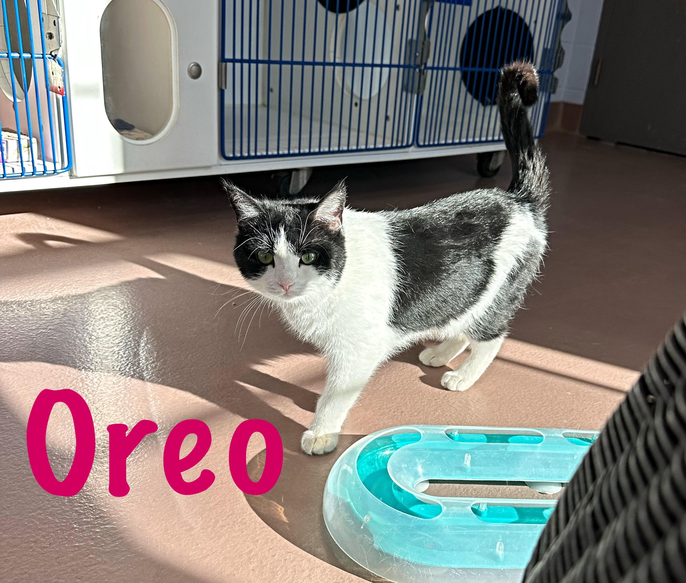 Oreo