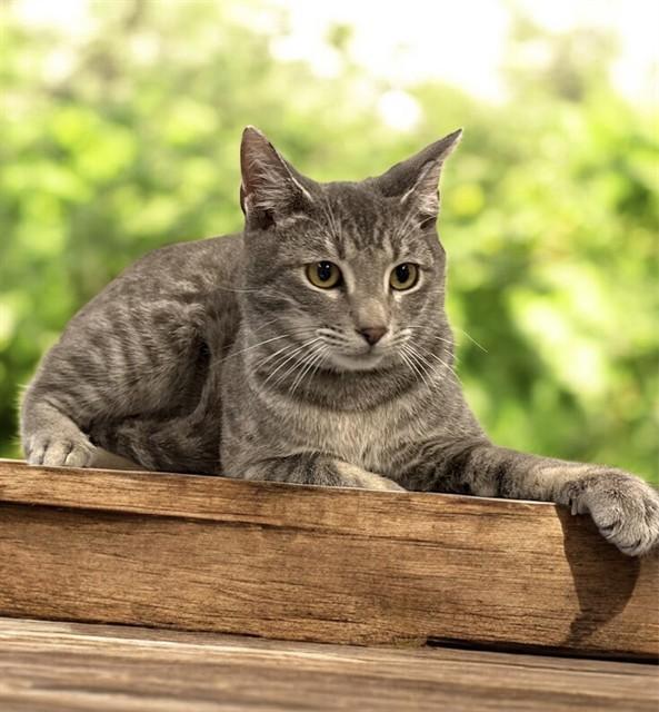 A young medium-sized male Domestic Short Hair cat named Timmy for adoption in Agoura, CA