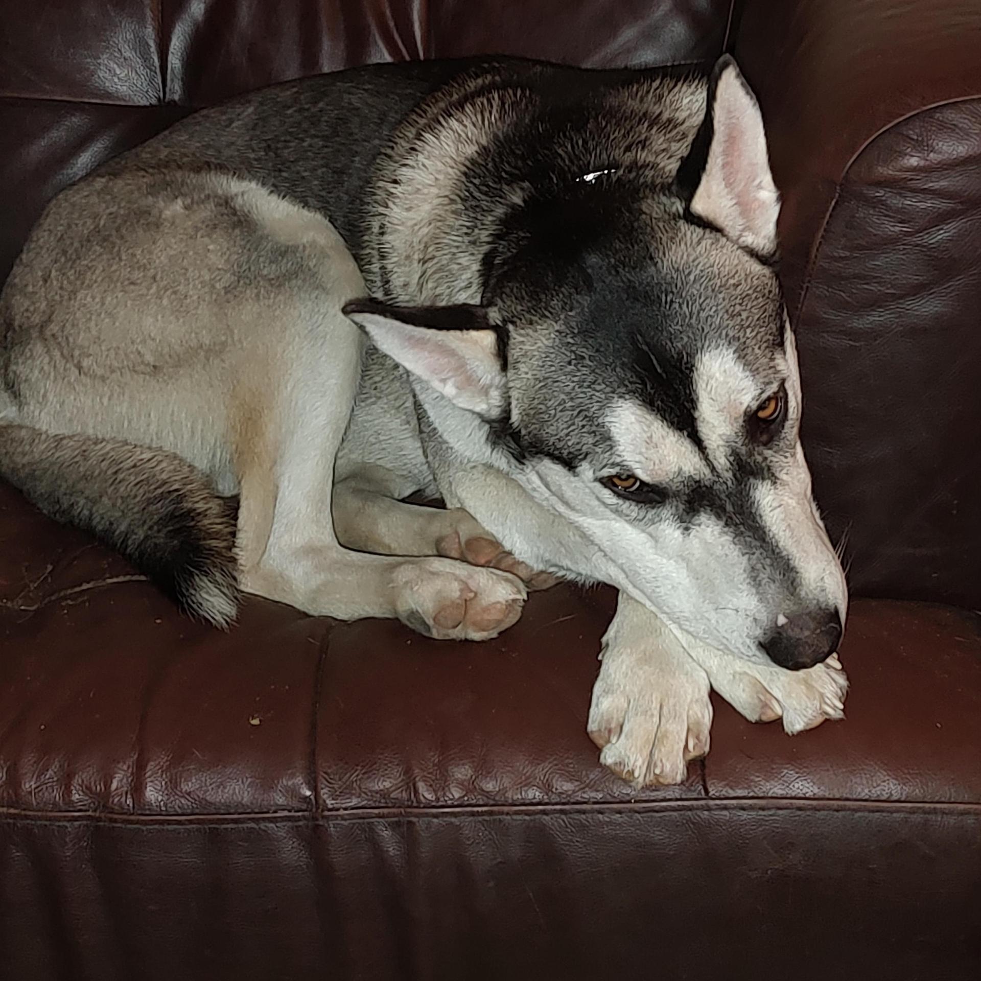 An adult medium-sized female Siberian Husky dog named Tabitha for adoption in Sumter, SC