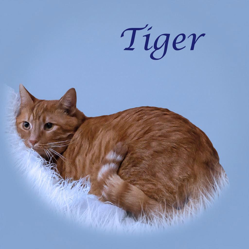 Tiger C