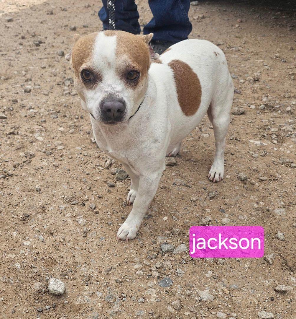 A young small-sized male Jack Russell Terrier dog named Jackson for adoption in Fort Worth, TX