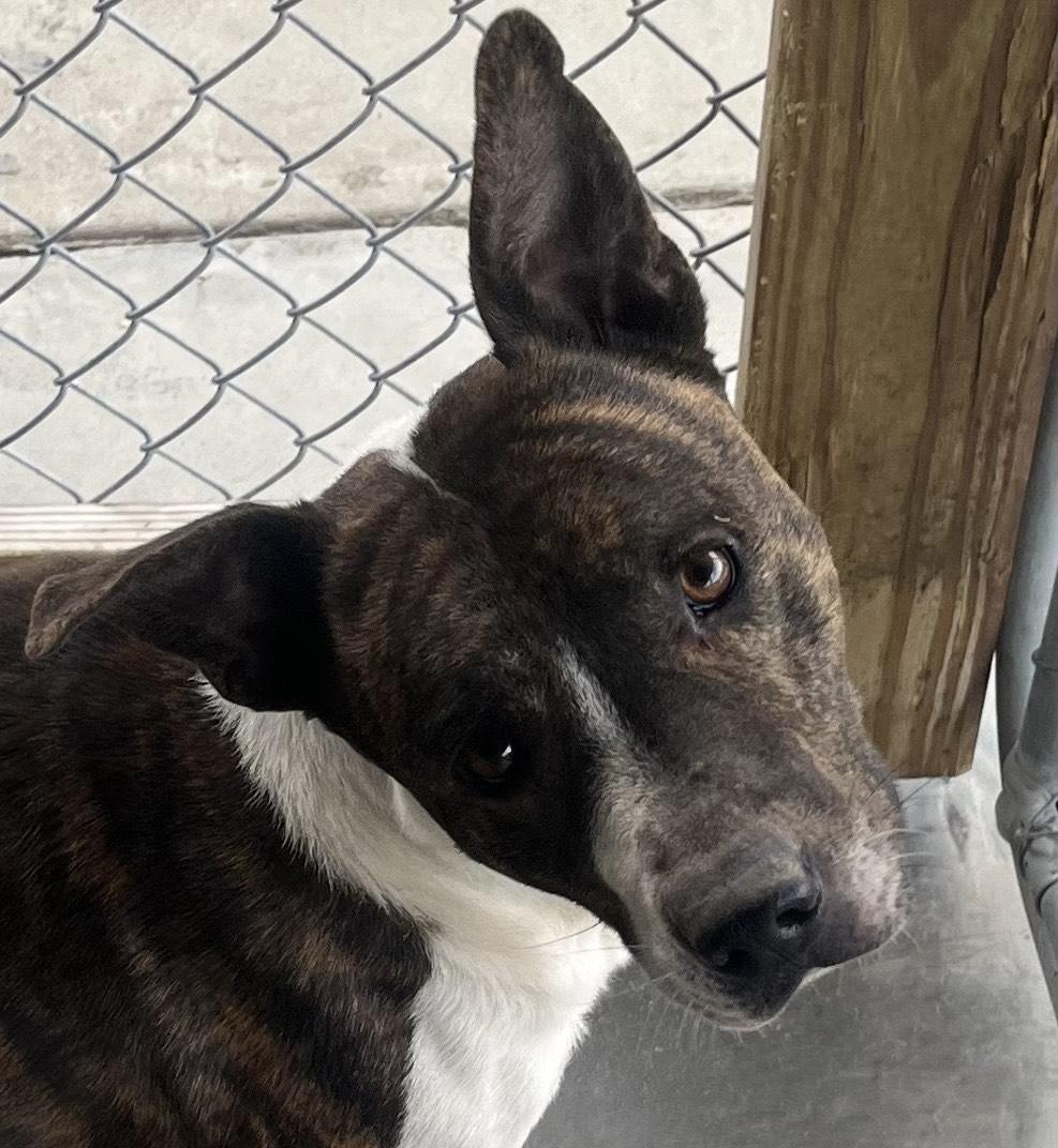 Wally Handsome Devil