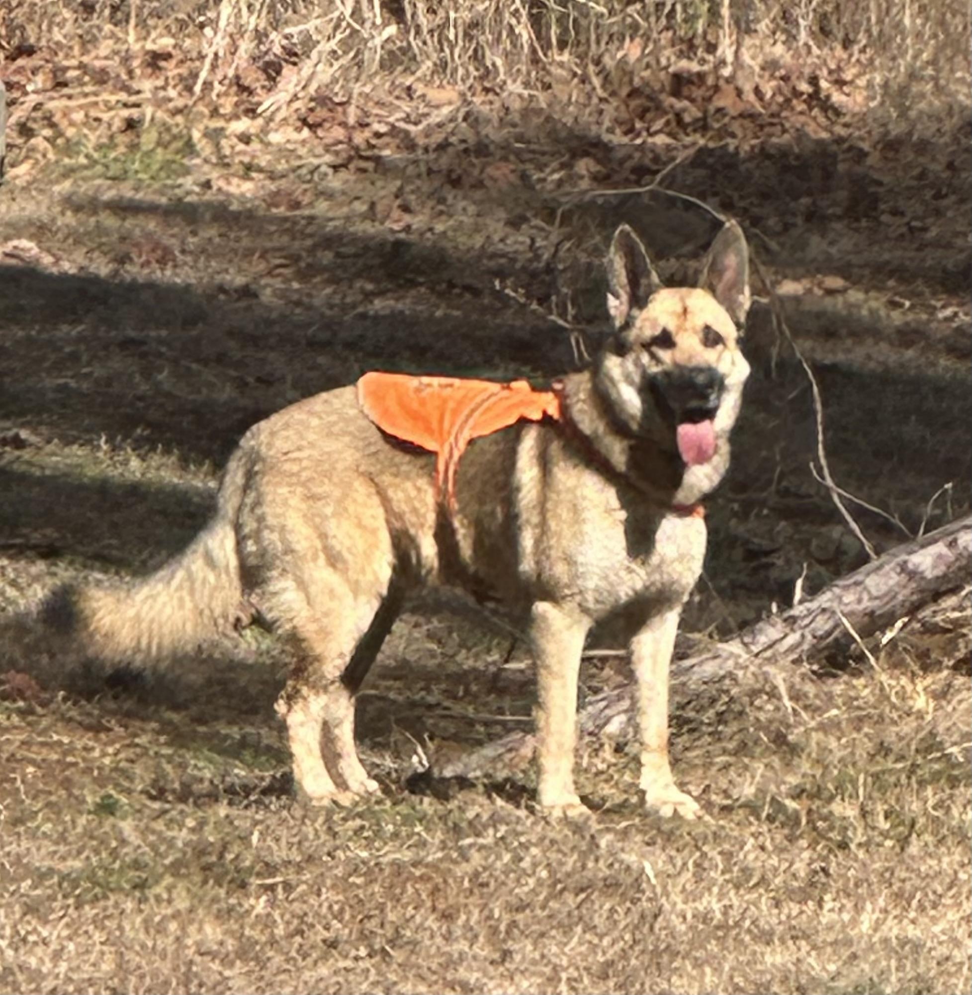 🚨joshua Urgent 🚨