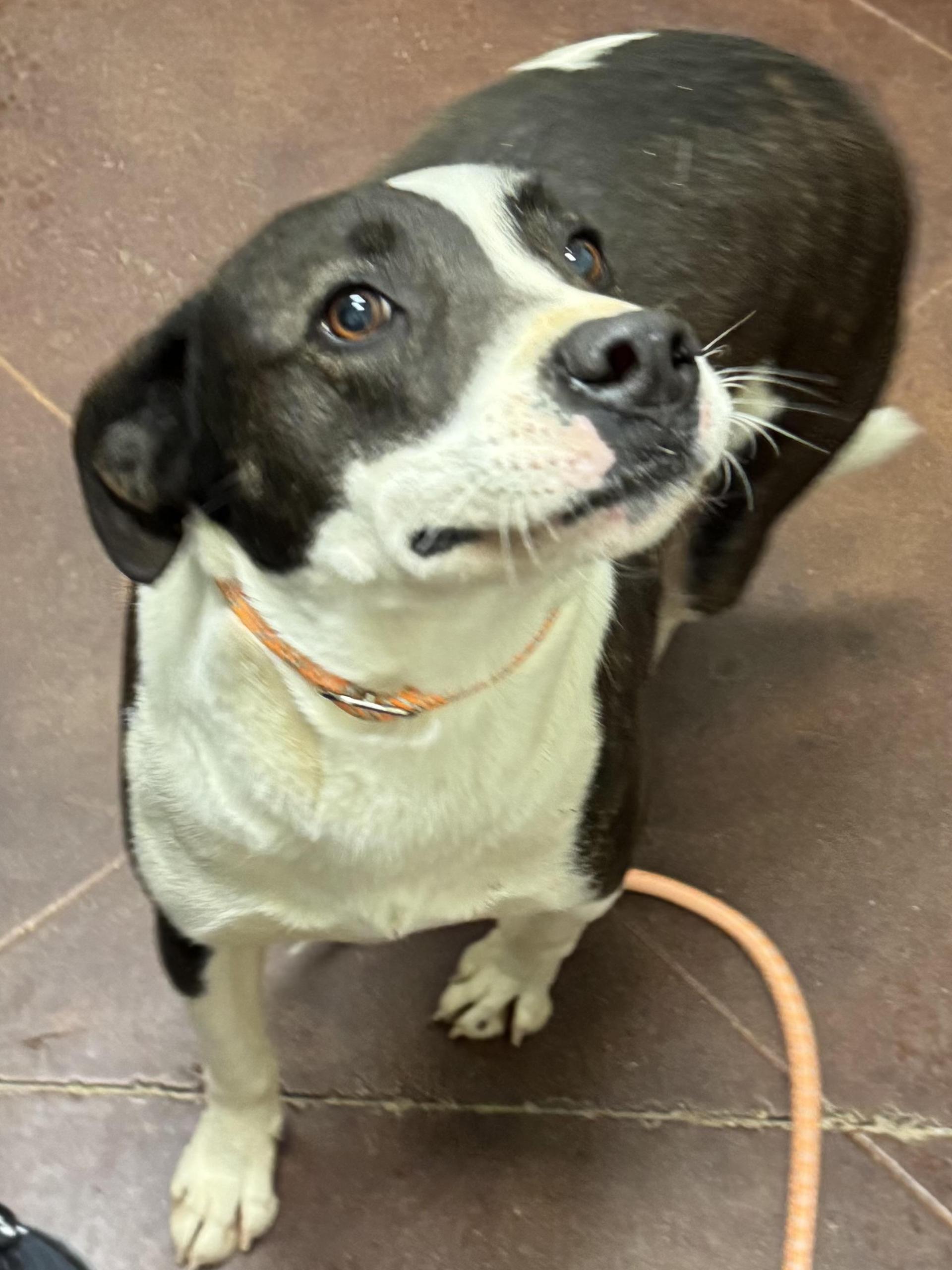 An adult large-sized male Harlequin Pit Bull Terrier dog named Ranger for adoption in Holly Springs, MS