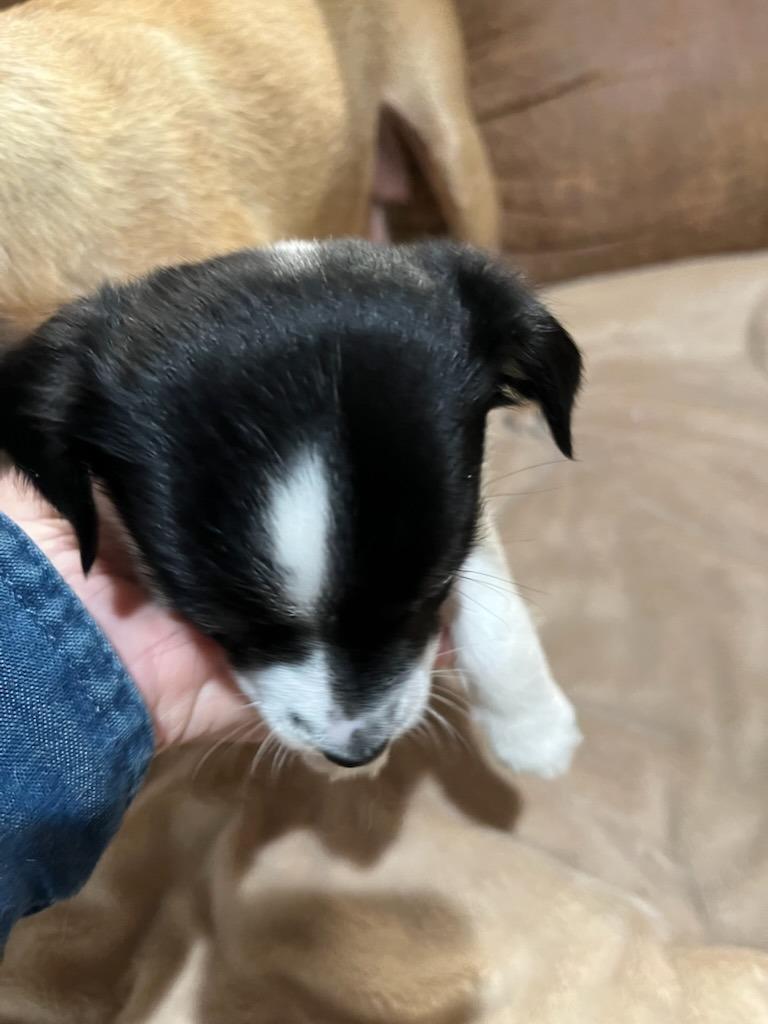 A baby small-sized male Chihuahua dog named Mia Pup: Pip for adoption in Bryan, TX