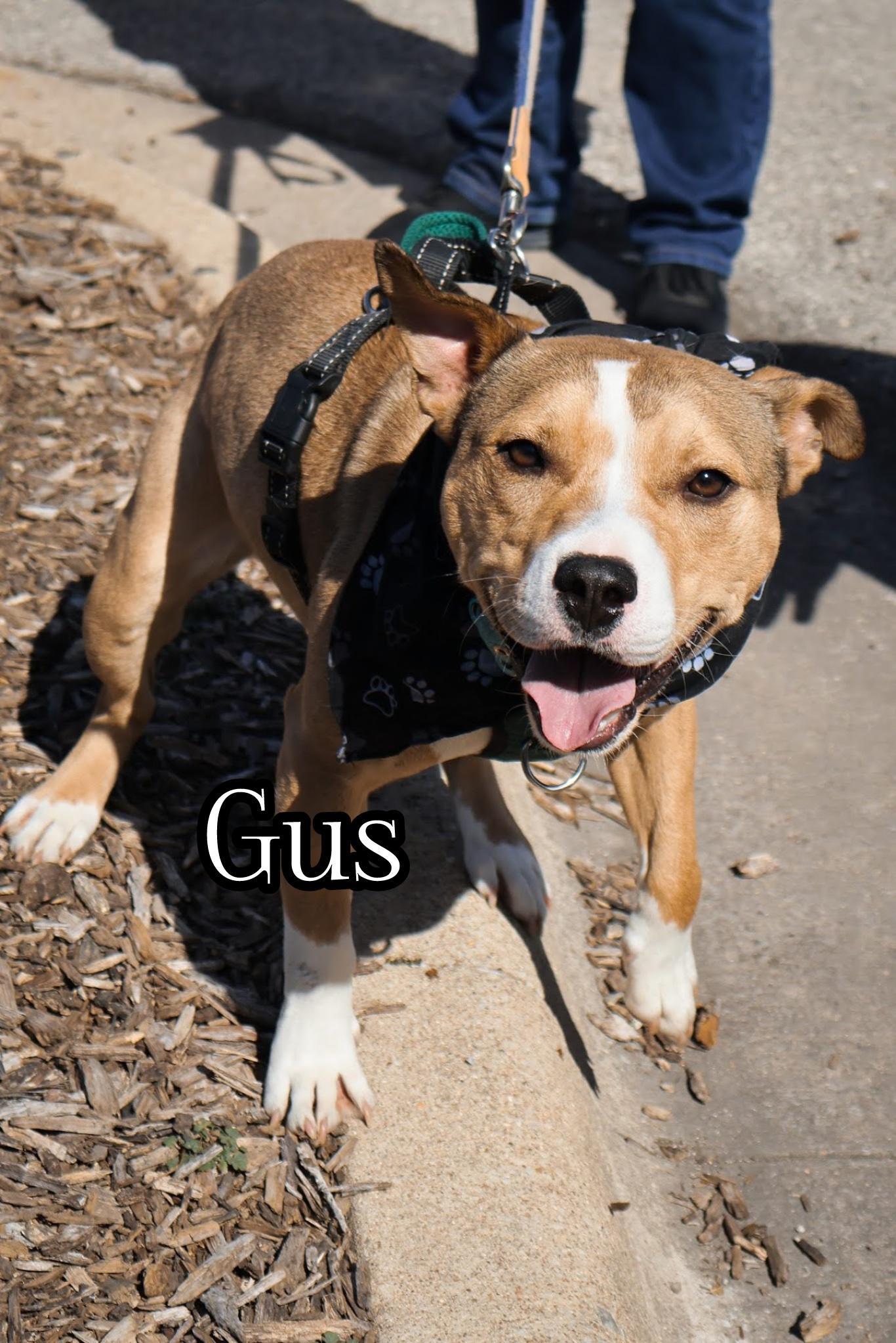 Gus