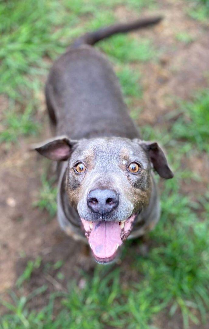 An adult medium-sized male Gray / Blue / Silver Pit Bull Terrier dog named Montana for adoption in Denison, TX