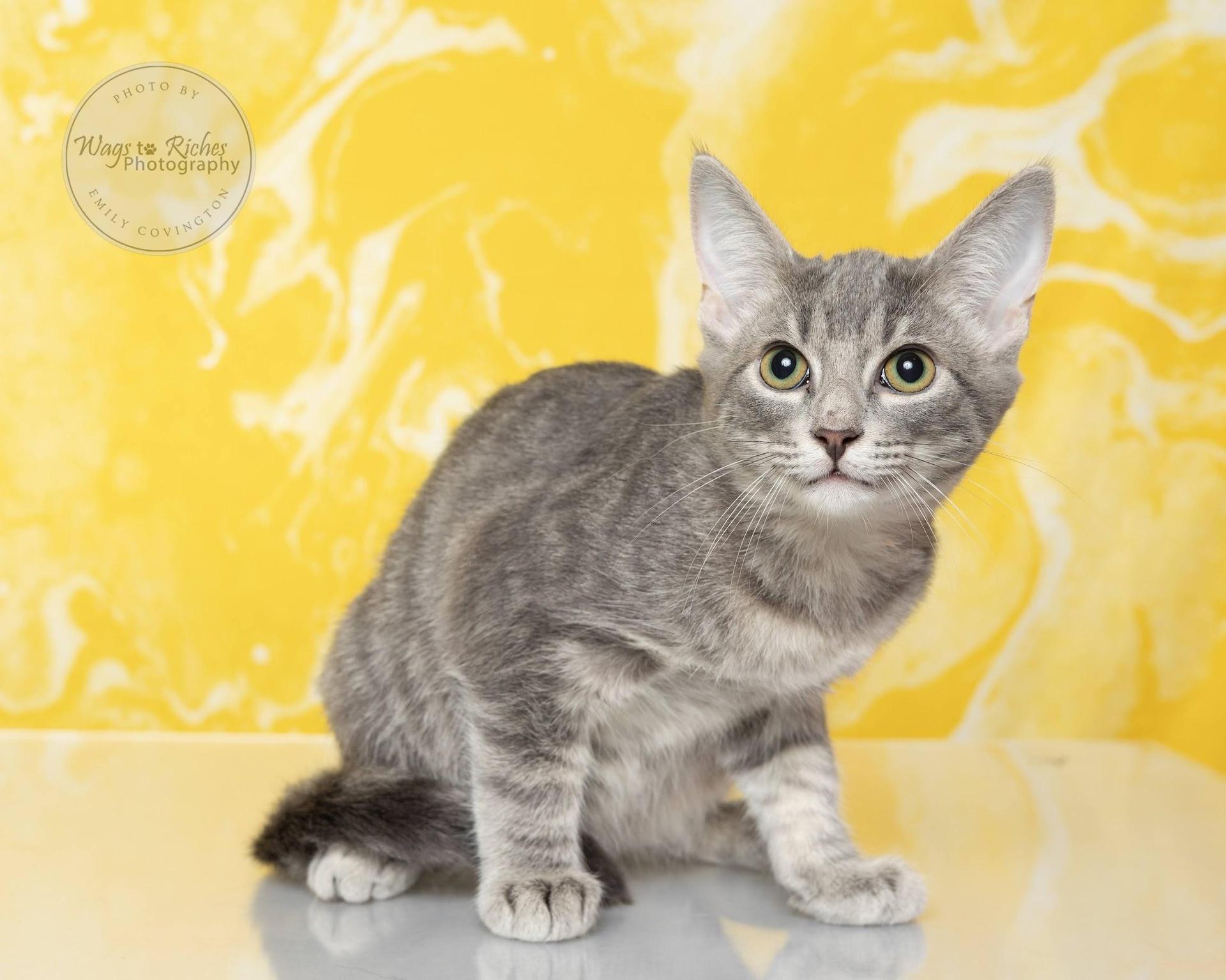 A baby medium-sized male Tabby (Gray / Blue / Silver) Domestic Short Hair cat named Clarence for adoption in Tuscaloosa, AL