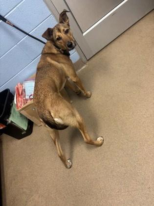 An adult medium-sized female Mixed Breed dog named Estafani for adoption in Chamblee, GA