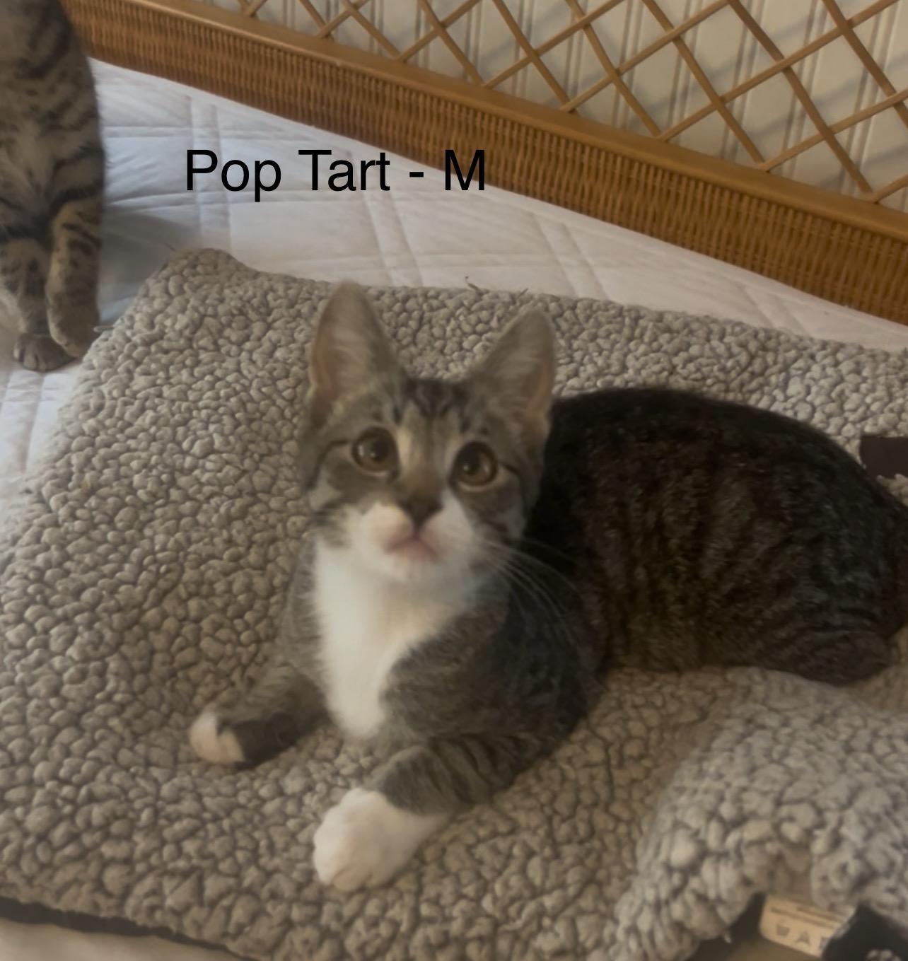 Pop Tart