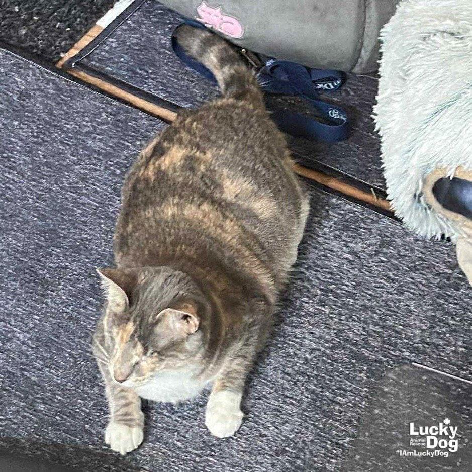 Patches The Cat photo 1