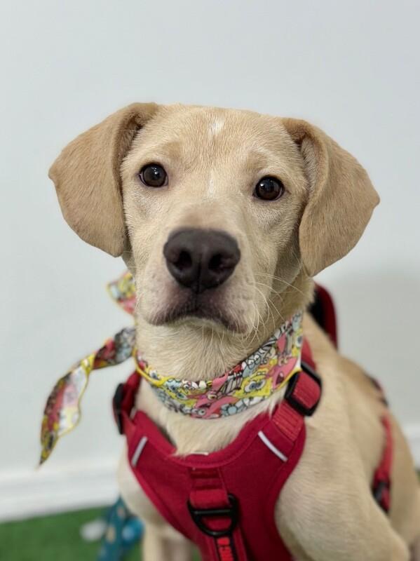 A baby medium-sized male Yellow / Tan / Blond / Fawn Labrador Retriever dog named Ollie for adoption in Carlsbad, CA