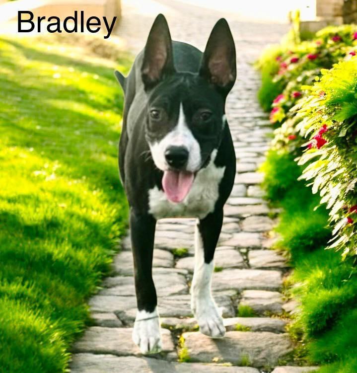 Bradley