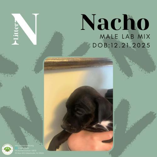 Nacho
