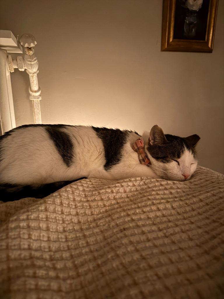 An adult medium-sized male Domestic Short Hair cat named Yuta No Longer Accepting for adoption in Minneapolis, MN
