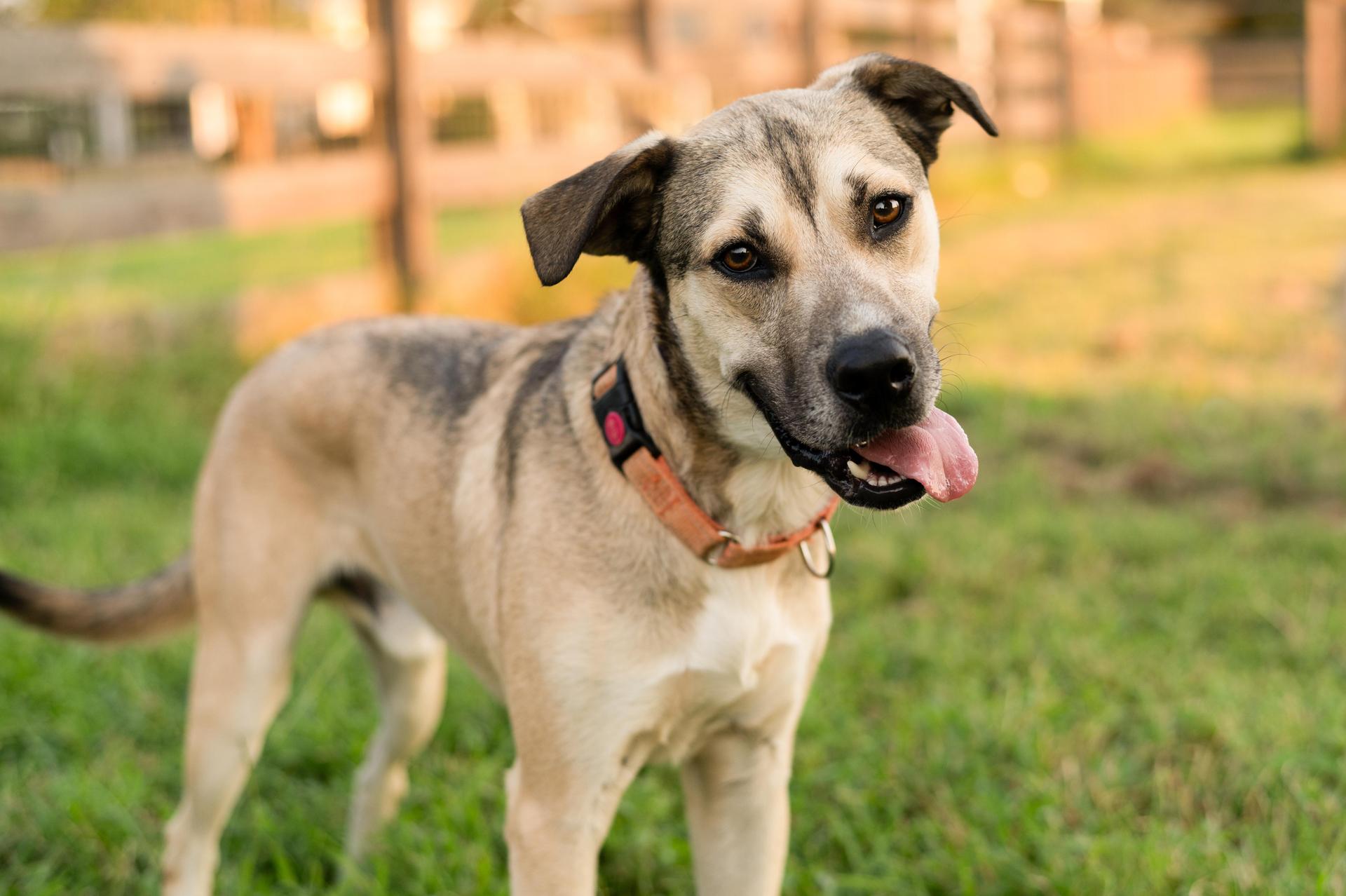 An adult medium-sized male Tricolor (Brown, Black, & White) Husky dog named Fred for adoption in Houston, TX