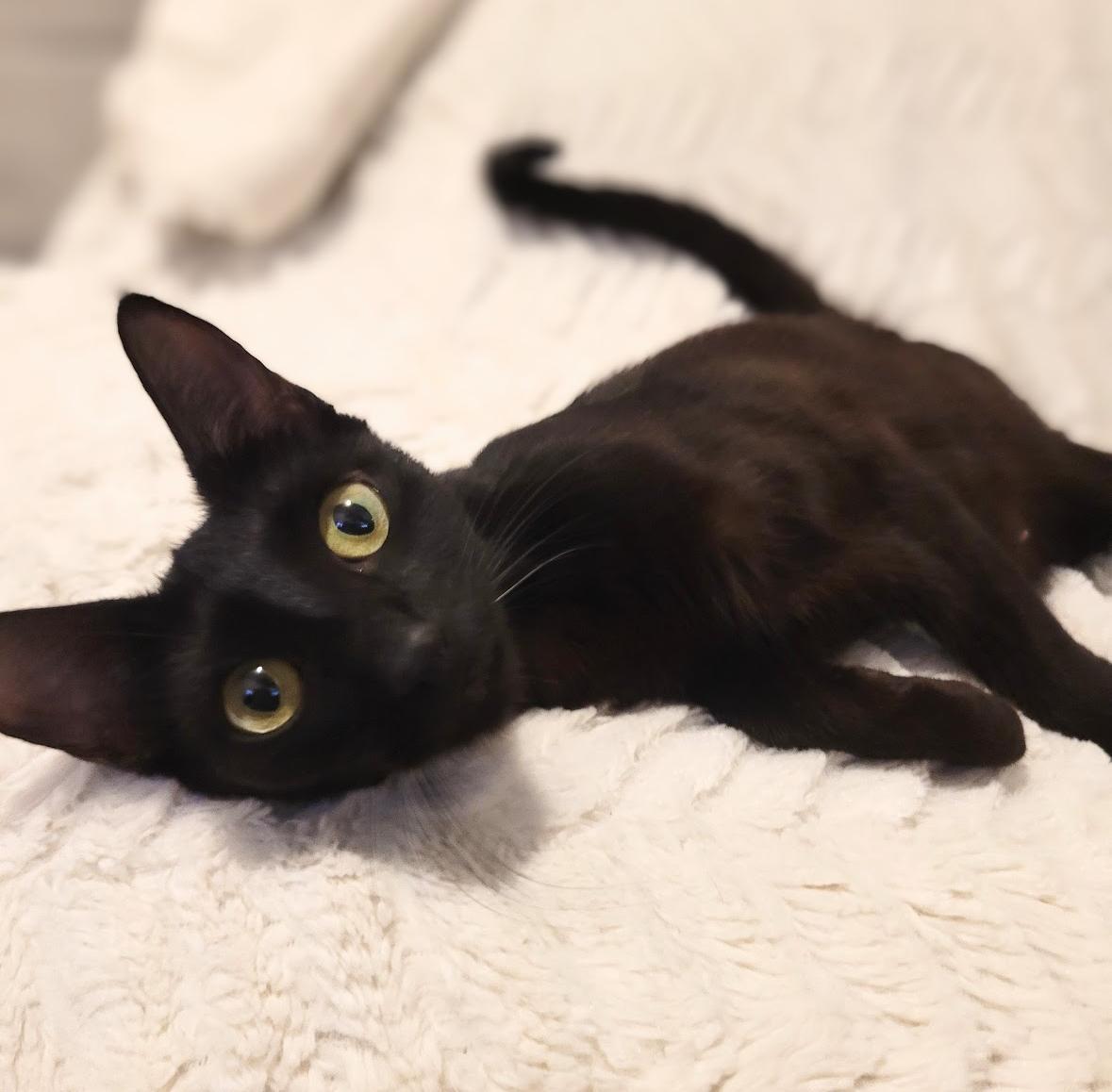 A young medium-sized female Black Domestic Short Hair cat named Stella for adoption in Conroe, TX