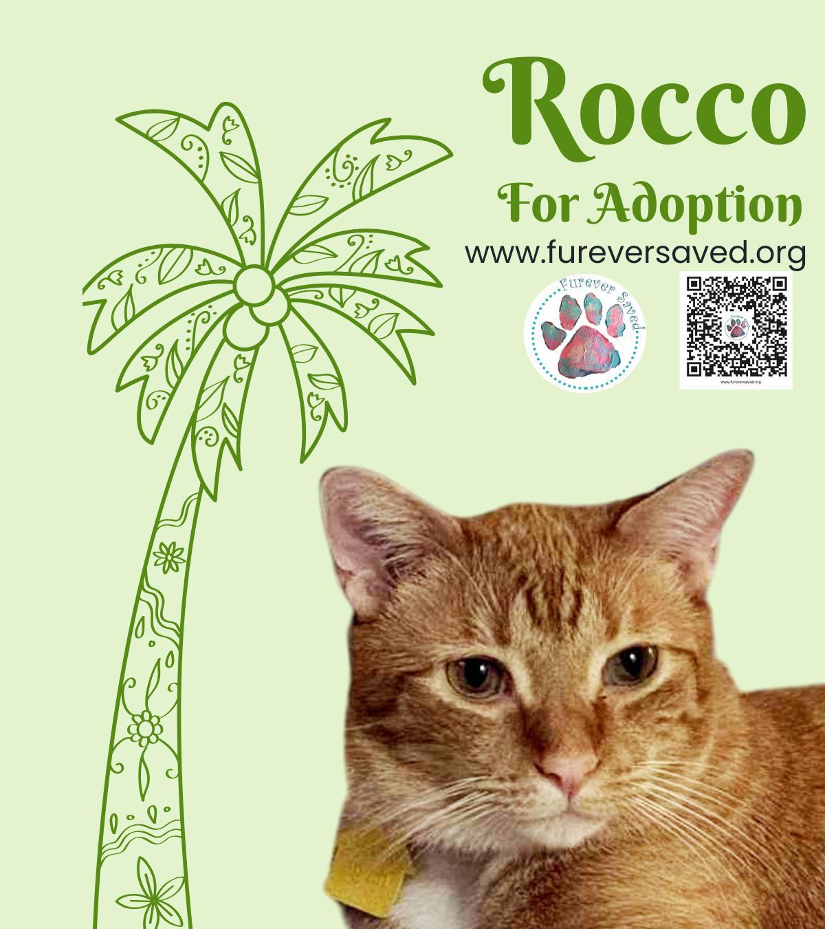 A young medium-sized male Domestic Short Hair cat named Rocco for adoption in Miami, FL