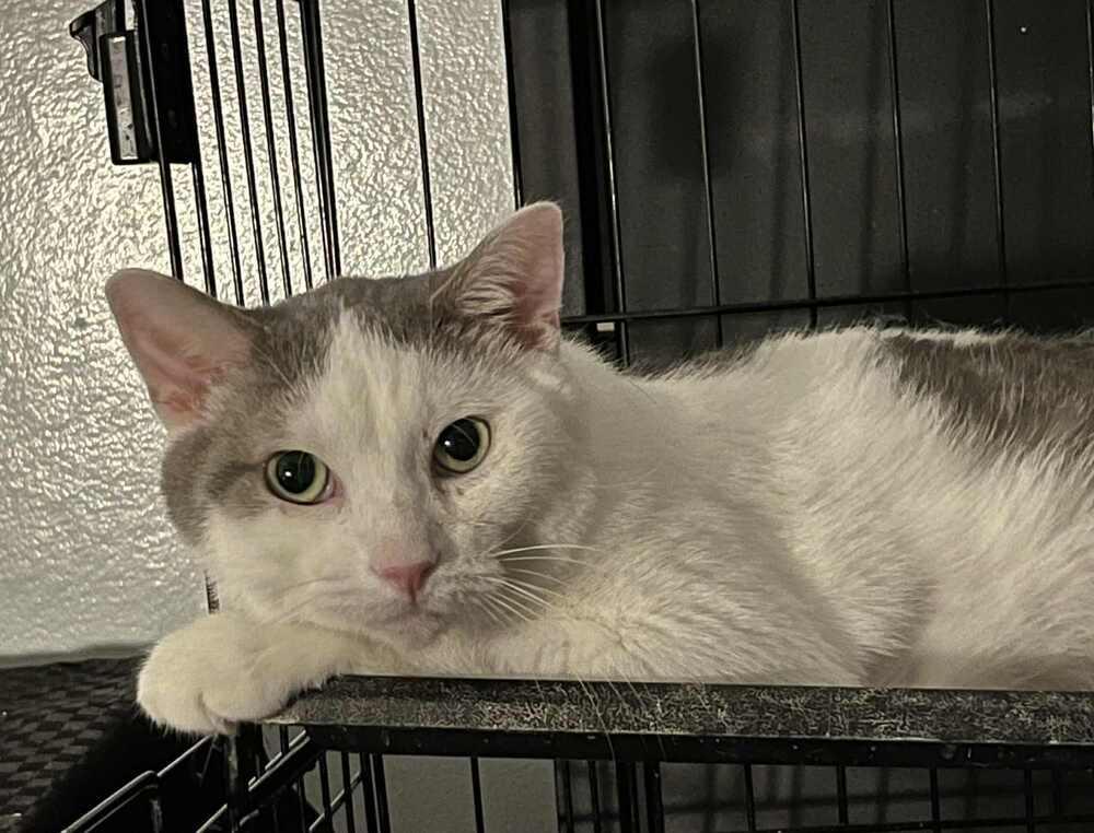 Cookie Bubbles Ortiz