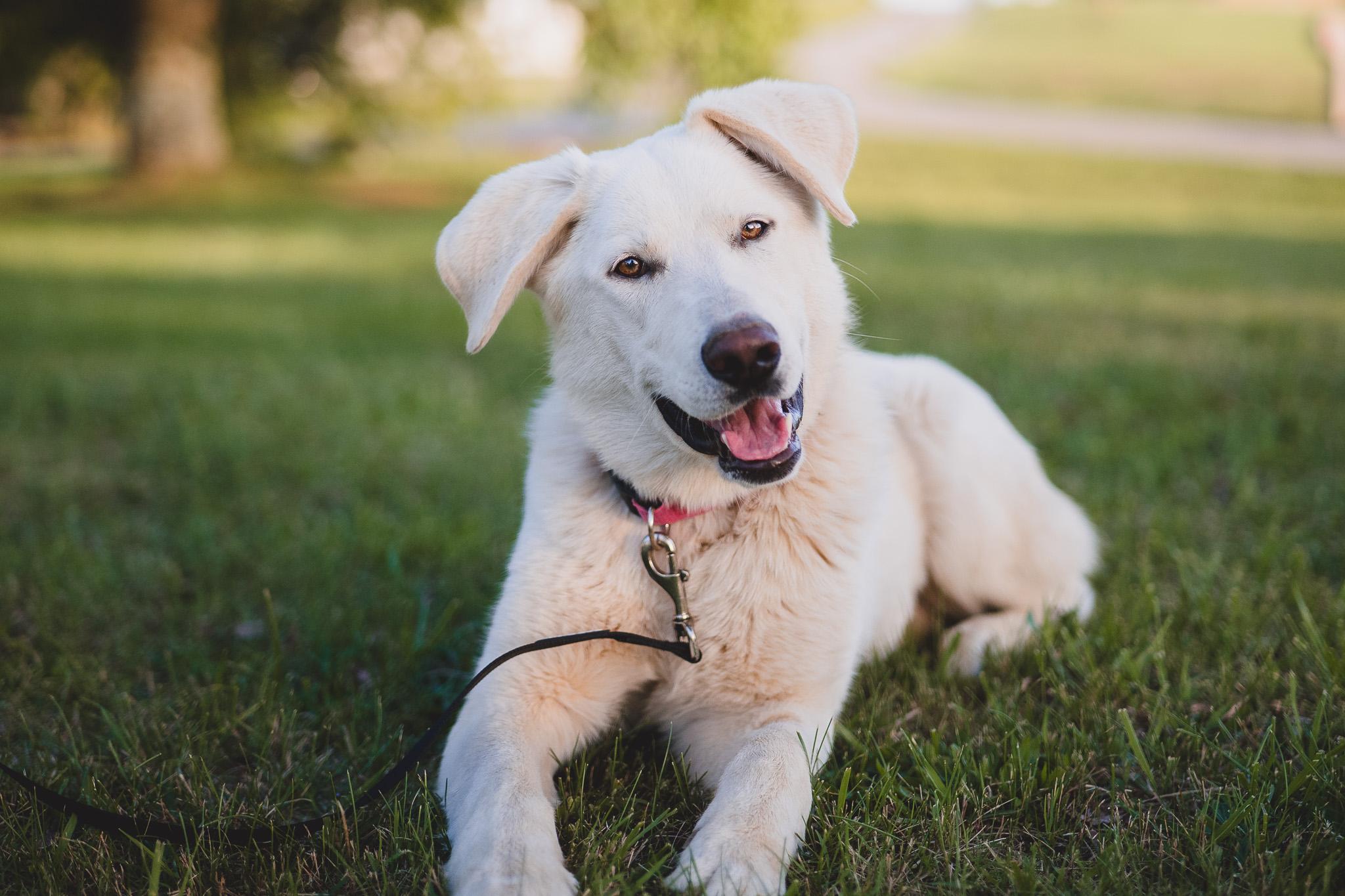 Snowy Transport photo 1