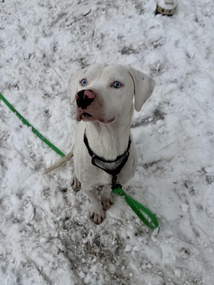 Wyatt The White Knight