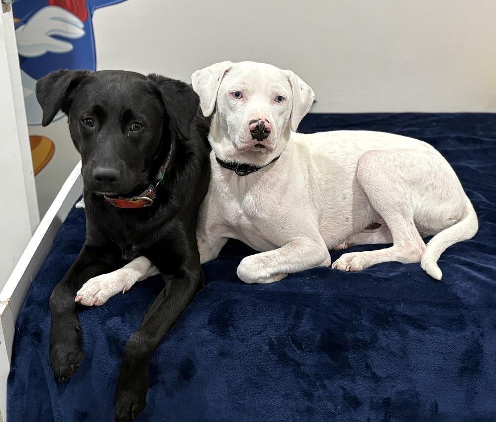 Wyatt The White Knight