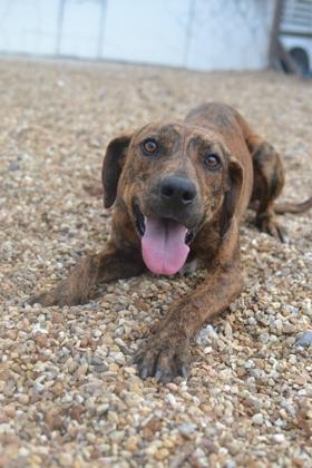 An adult large-sized male Mixed Breed dog named Mater for adoption in New Orleans, LA