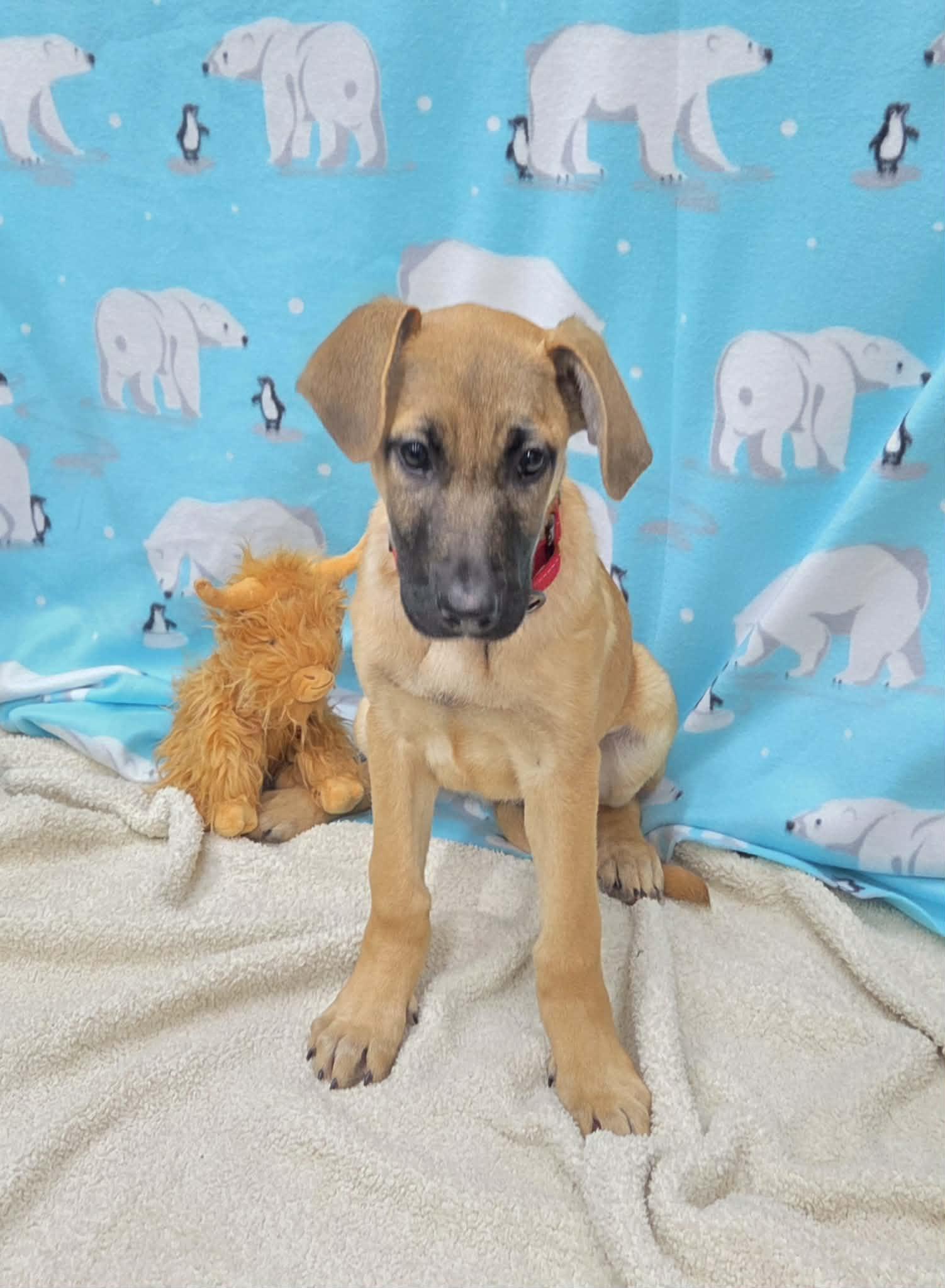 Dot The Shepherd Puppy