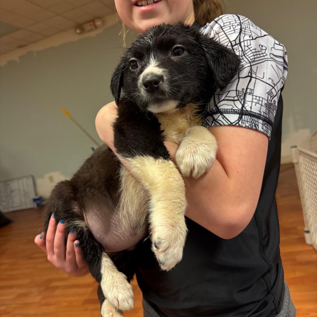 Double Dew Pup________