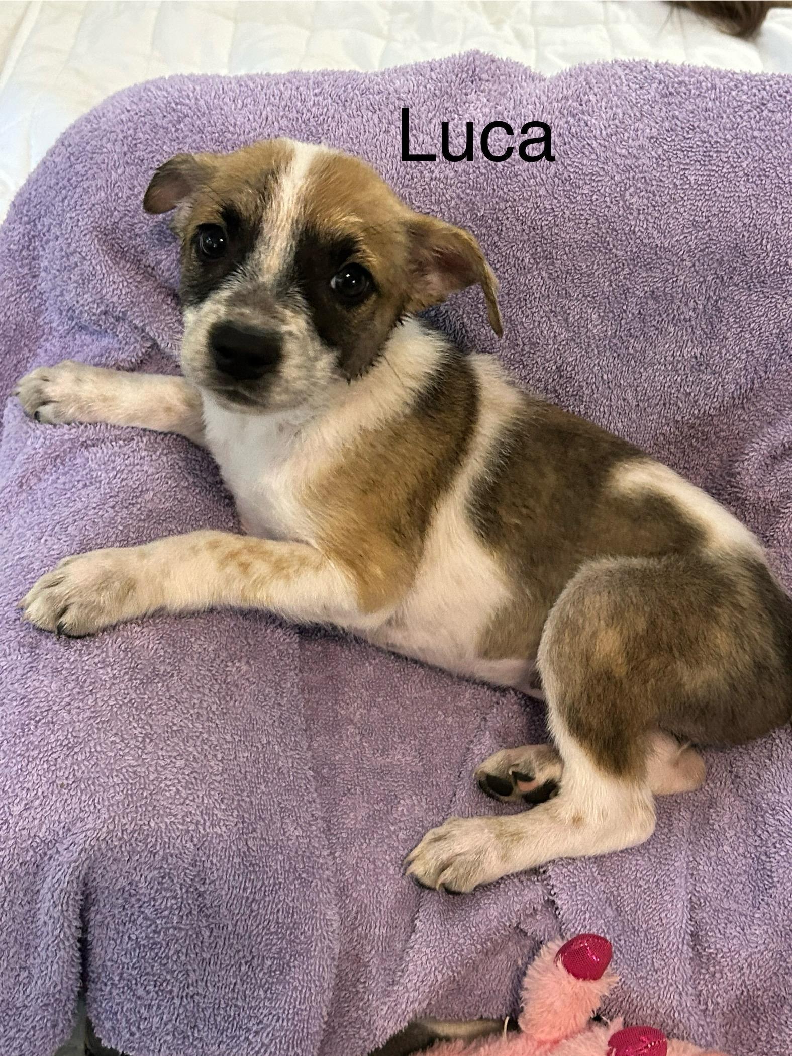 A baby medium-sized female Tricolor (Brown, Black, & White) Australian Cattle Dog / Blue Heeler dog named Luca for adoption in Texarkana, TX