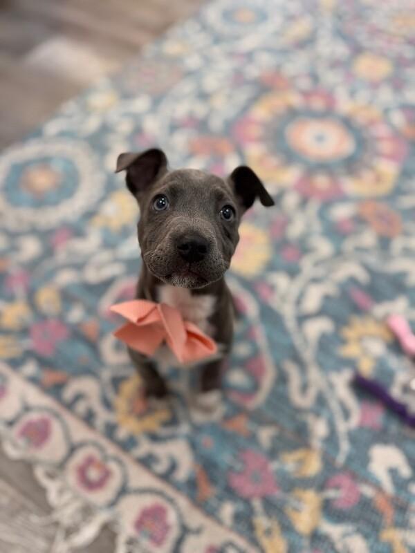 Sassy Wigglebutt Mctugofwar Supreme