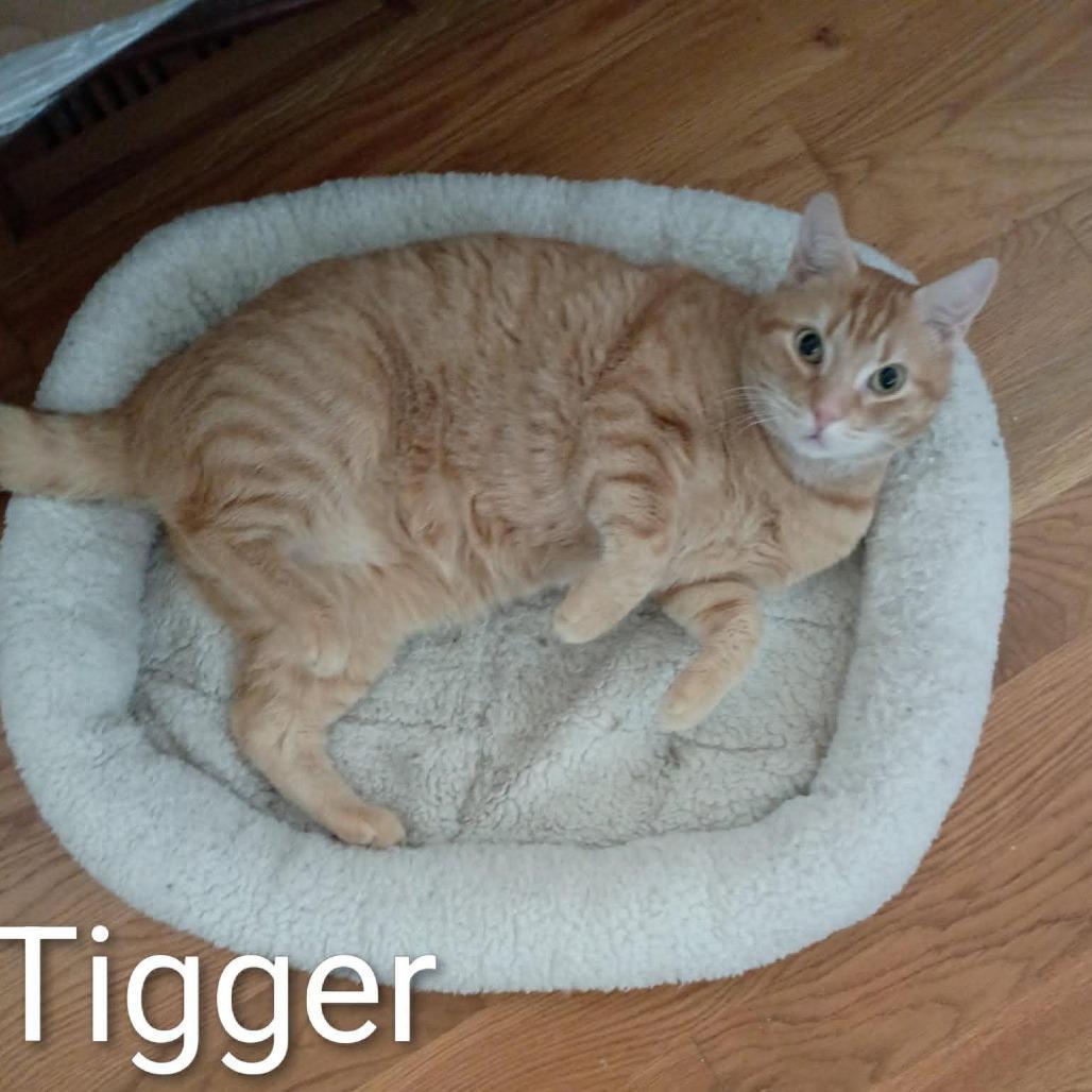 Tigger photo 1
