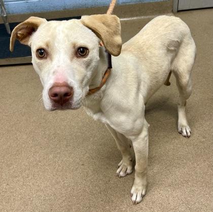 A young medium-sized female Mixed Breed dog named Rapunzel for adoption in Chamblee, GA