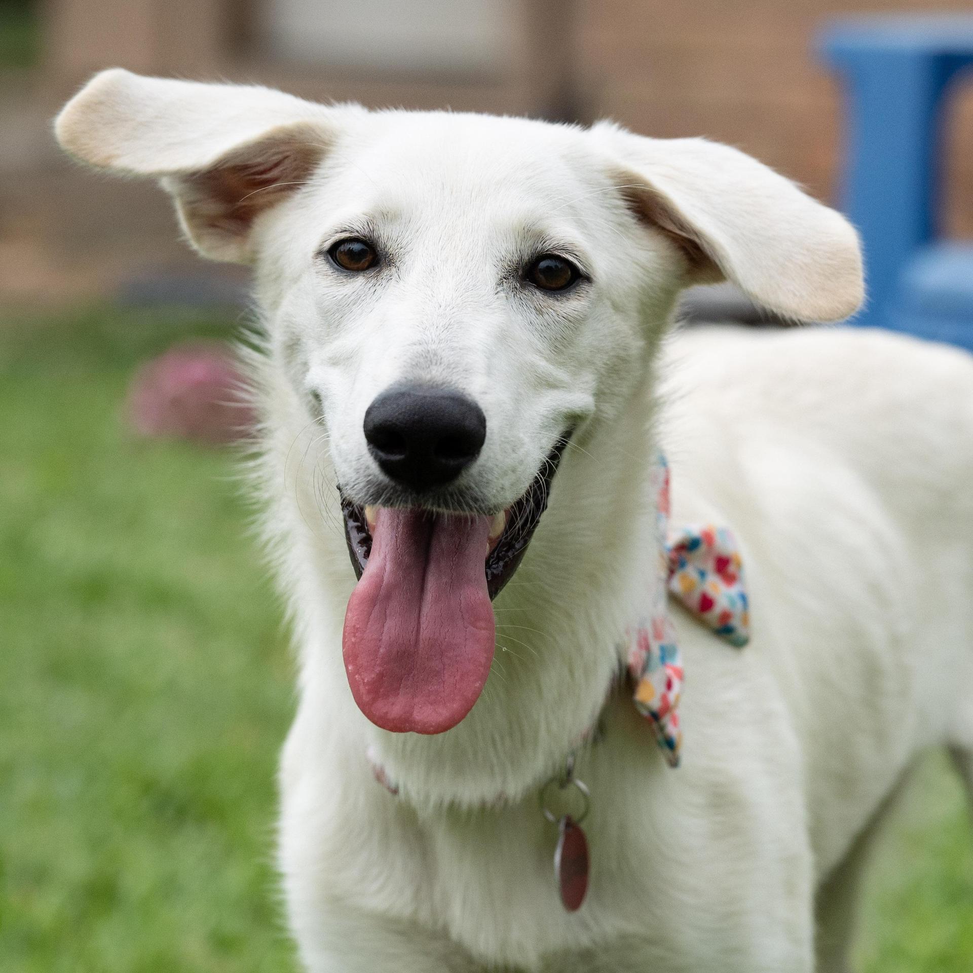 An adult medium-sized female White / Cream Carolina Dog dog named Sizzle for adoption in Houston, TX
