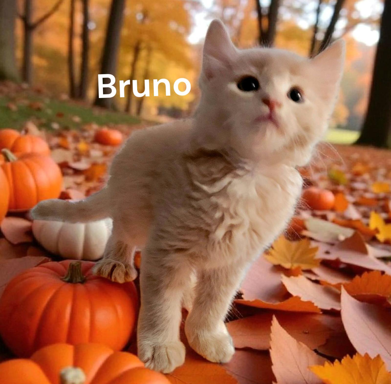 Bruno