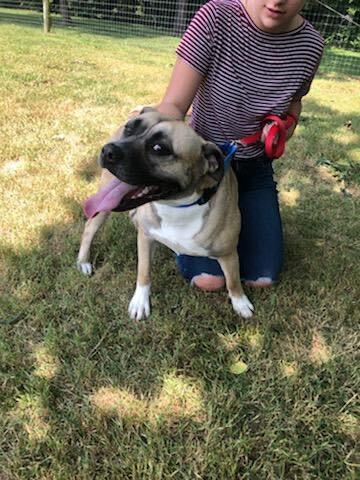 An adult large-sized female Apricot / Beige Mixed Breed dog named Vela for adoption in Berryville, VA