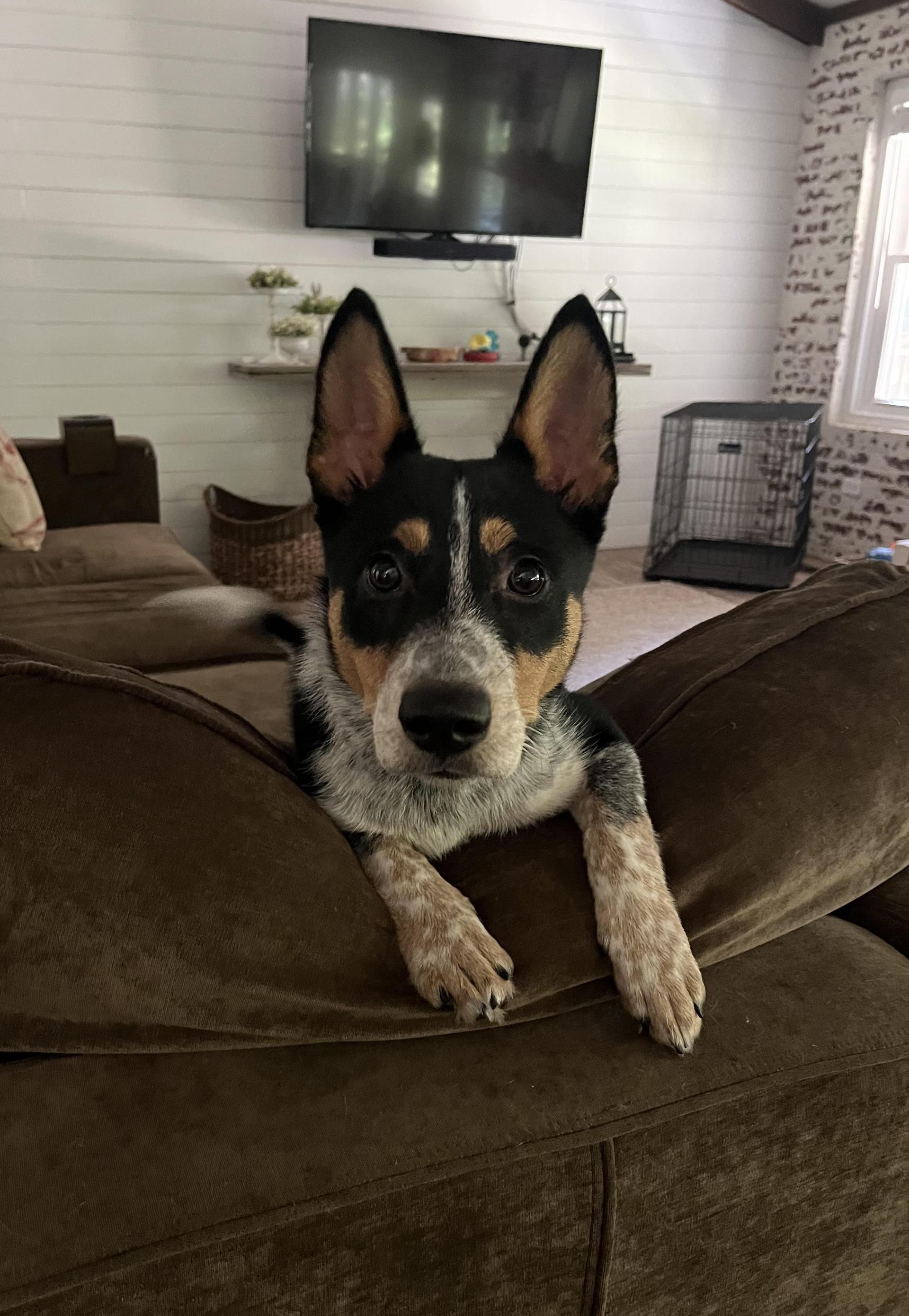 A young medium-sized male Tricolor (Brown, Black, & White) Australian Cattle Dog / Blue Heeler dog named Bandit for adoption in Tuscaloosa, AL