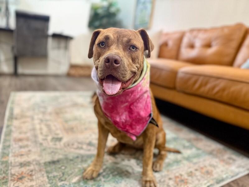 Dolly Lolly The Loveable